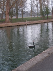 Swan on the Thames